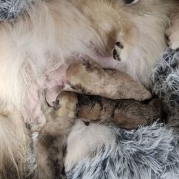 Pomeranian puppies from Picture Perfect Poms