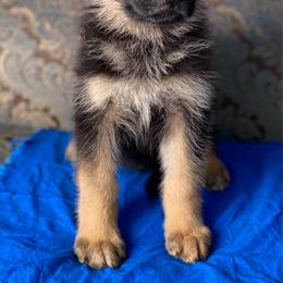 Blue collar boy - Black and red male German Shepherd puppy in Coleta, Illinois from Four Leaf Farm- Vom Vierblättriges Bauernhof