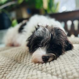 Havanese puppies from Rockbridge Puppies