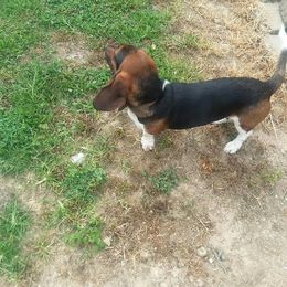 Lila - Black brown and white female Basset Hound puppy in Letcher, Kentucky from Hackers Appalachian Basset Hounds