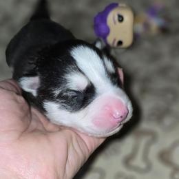 Boy 2 - Black tan and white male Siberian Husky puppy in Kansas City, Missouri from Anuun's Huskies