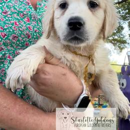 RE- a drop of golden sun (yellow) - Light golden female Golden Retriever puppy in Argyle, Texas from Skarlotte Goldens, LLC
