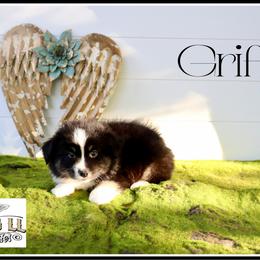 Griffin - Black tri male Miniature Australian Shepherd puppy in Madisonville, Texas from Flying LL Aussies