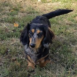Fiona - Dachshund