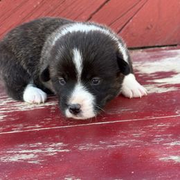 Benjamin - Brindle and white male American Corgi puppy in Preston, Idaho from KC Bar