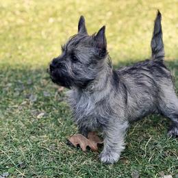 Cairn Terrier Puppies from Luckenbooth Cairns