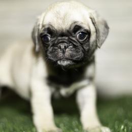 Nala (green) - Fawn female Pug puppy in Hereford, Arizona from Broken Road Ranch Pugs