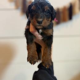 Ruthie - Tri-color female Bernedoodle puppy in Bellevue, Iowa from Blended Acres & Kennels
