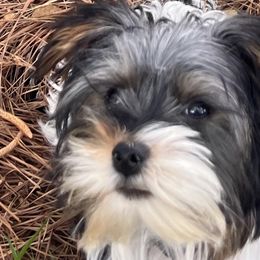 Yorkshire Terriers from Cutie Patootie Paws