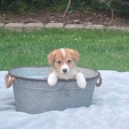 Black Collar Male - Red male Pembroke Welsh Corgi puppy in Tenino, Washington from LoneStar Corgis NW