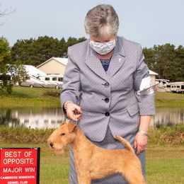 Lakeland Terriers from Bellplain