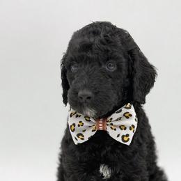 Levi - Black male Poodle puppy in Willacoochee, Georgia from Kitandkboodle's Doodles