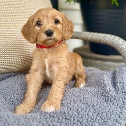 Cusco - Red  male Goldendoodle puppy in Charles Town, West Virginia from Locust Hill Goldendoodles