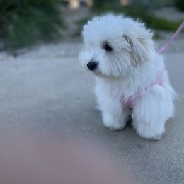 Coton de Tulear Puppies from Cotoncutie