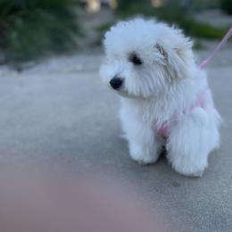 Coton de Tulear Puppies from Cotoncutie