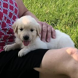 Dexter (Navy) - Light golden male Golden Retriever puppy in Webster City, Iowa from Whispering Pines Precious Puppies