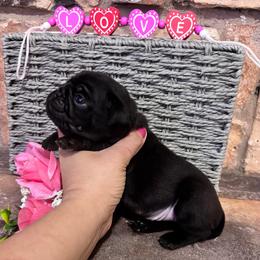 Gray collar - Black male Pug puppy in Tucson, Arizona from Furever Friends