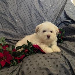702 213 1680 HAZEL EYES BOY - White male Maltese puppy in Nevada from LAS VEGAS PUPPY
