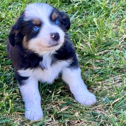 Raven - Black tri female Miniature Australian Shepherd puppy in California from Eagle River Aussies