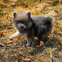 Bluey - Blue and tan male Pomeranian puppy in Fort Worth, Texas from Picture Perfect Poms