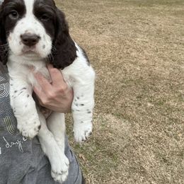English Springer Spaniel Puppies from English Springer Spaniels at Lands Lodge