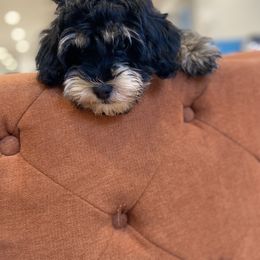Havanese and Havapoo Puppies from Ladypawspuppies