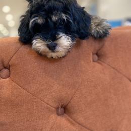 Havanese and Havapoo Puppies from Ladypawspuppies