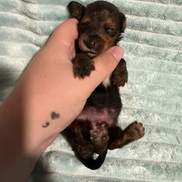 Relish (Blue collar) - Cream male Dachshund puppy in Mountain Home, Arkansas from Furry Friends Kennel