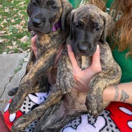 Great Dane Puppies from Honi Vale Great Danes