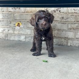 Lighthouse - Chocolate male Goldendoodle puppy in Dallas County, Texas from Dream A Little Doodle