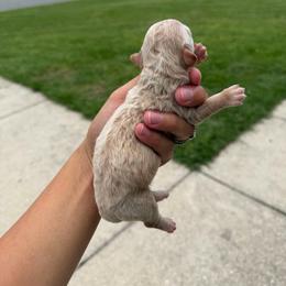 Yankee - Cream male Goldendoodle puppy in Spring Hill, Florida from OHDoodles FL