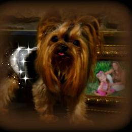 Yorkshire Terrier All Grown Up from Reese's Angelface Yorkies