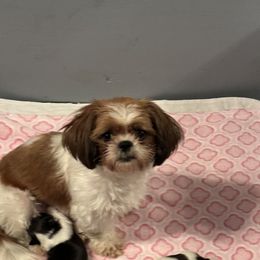 Lexie - Shih Tzu