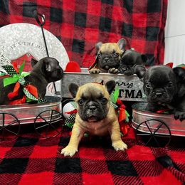 French Bulldog Puppies from Mississippi Sound Frenchies
