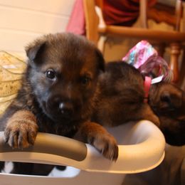 German Shepherd Puppies from Thornock Shepherds