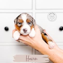 Haven - Blue merle female Bernedoodle puppy in Mahomet, Illinois from Jordan Family Doodles