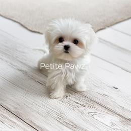 Mal-Shi and Maltese Puppies from Petite Pawz
