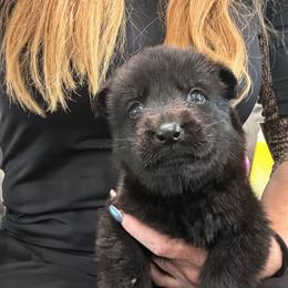 Purple collar - Black female German Shepherd puppy in Canterbury, Connecticut from Nachtwaechter German Shepherds, LLC