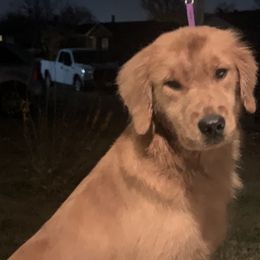 Frida - Golden Retriever