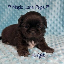 Knight - Black male Shih Tzu puppy in Marion, Michigan from Maple Lane Pups