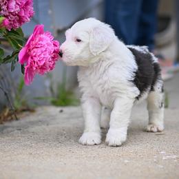 Old English Sheepdogs from Mt. Haggin OES