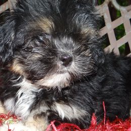 AKC  Nuriye - Black and tan female Lhasa Apso puppy in Fort Washington, Maryland from GyanGanj Lhasa Apso