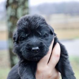 Hiram - Black male German Shepherd puppy in Canton, Texas from WILDWOOD GERMAN SHEPHERDS