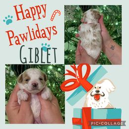 Giblet - Red male Cavapoo puppy in Chattanooga, Tennessee from Scenic City Doodles
