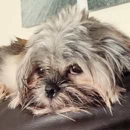 Poppie - Shih Tzu