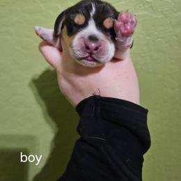 Boy 1 - Black white and tan male Beagle puppy in Santa Margarita, California from S&R Ranch