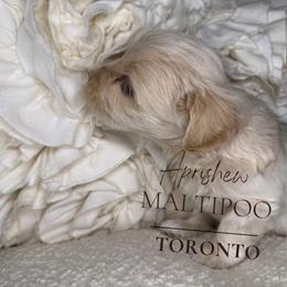 Toronto - Champagne male Maltipoo puppy in Weatherford, Texas from Aprishew Maltipoo