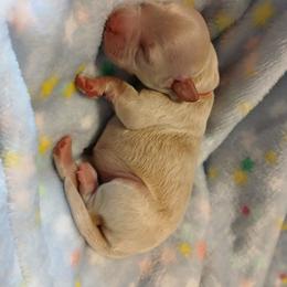 Pansy - Fawn female Havapoo puppy in Blanch, North Carolina from Faithful Hearts Kennel
