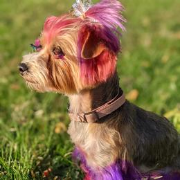 Navy - Yorkshire Terrier
