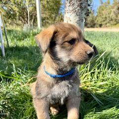 Big Blue Boy - Fawn male Berger Picard puppy in Albuquerque, New Mexico from Zia Picards Kennel